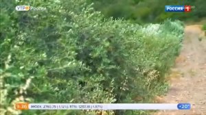 Выращивание оливок в Крымском федеральном университете.