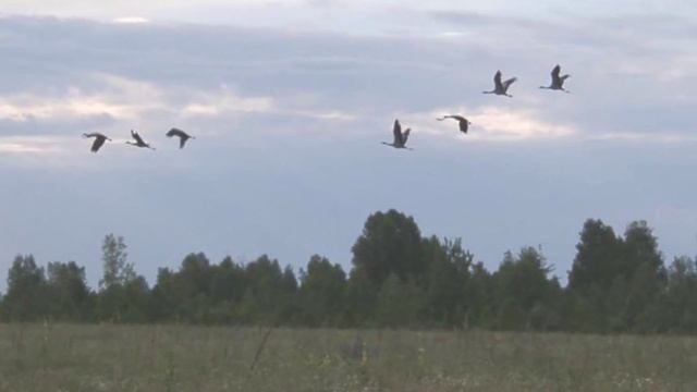 Н Рубцов Журавли смотреть онлайн