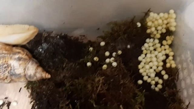 БОЛЬШИЕ КЛАДКИ ЯИЦ ДВУХ УЛИТОК АХАТИН??? смотреть онлайн