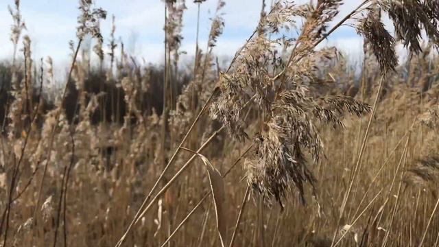 Монолог-притча «Свет звёзд моих» смотреть онлайн