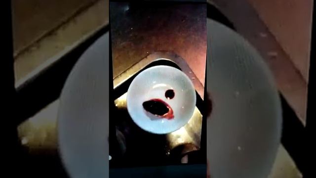 Как готовят кобру