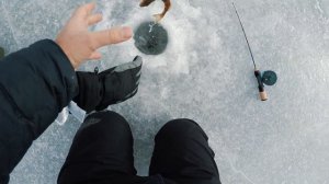 Лучший бюджетный балансир. Окунь со льда 2021. Балансиры Flagman Nostrum