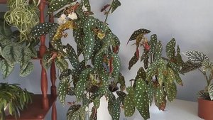 Почему у моей бегонии Макулата такие большие листья? Выращивание кейн-бегоний