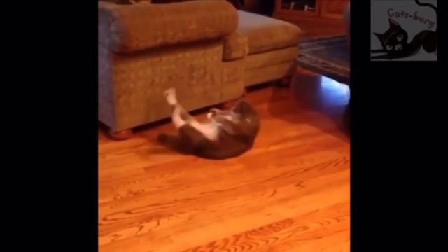 Тренажеры для кота! Беговое Колесо для Кошек. Смешное видео про кошек / Cat training