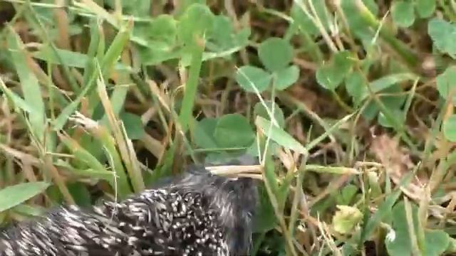 Неожиданный гость в саду. Но не ежик в тумане, а ёжик на солнышке!))) смотреть онлайн