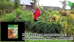 РАЗУПЛОТНЕНИЕ ПОЧВЫ НА УЧАСТКЕ. Как сделать твердую почву более пышной и воздушной без плуга.