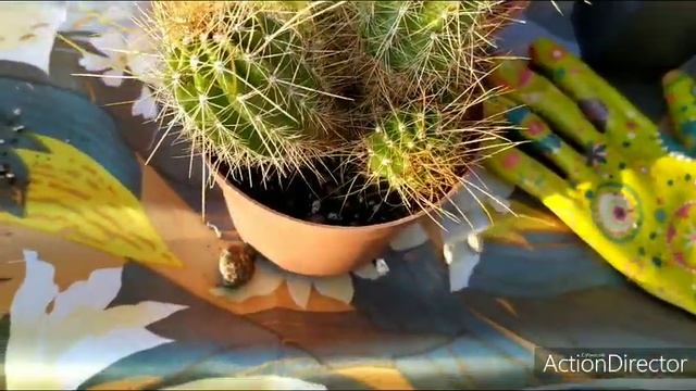 Сажаю кактусы?весь процесс от и до!