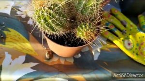 Сажаю кактусы?весь процесс от и до!