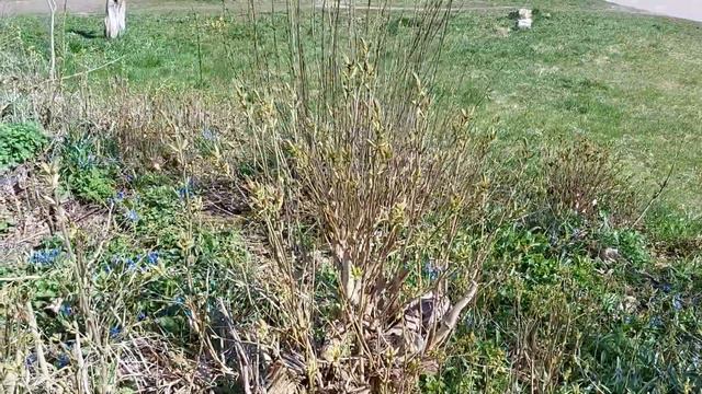 27 апреля 2022г. 15:15 час. Это уже точно весна. Ночных заморозков больше нет, 2-й день - солнечный смотреть онлайн