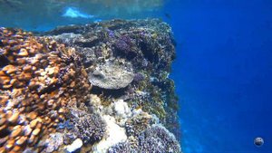 CORAL REEF - Safir Sharm Waterfalls Resort 5