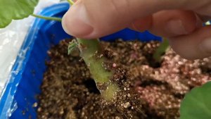 2 Марта 2024г. Пересадка черенков пеларгонии из вермикулита