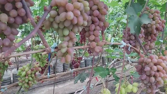 Сезон 2019. Видеообзор виноградника в моей теплице. Ультраранние и очень ранние сорта. смотреть онлайн