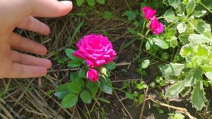 Миниатюрные горшечные розы. Стоит ли высаживать в сад? Как пережили зиму и выглядят сейчас?
