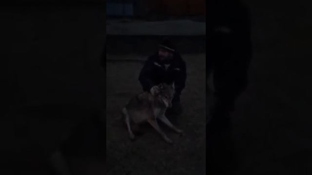 Чеченец поймал Волка руками - Чечня смотреть онлайн