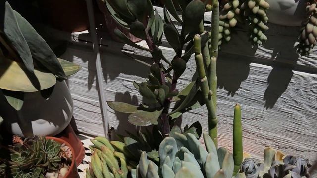 Happy Succulent Sunday | Leaf and Designs | Feliz Domingo Suculento смотреть онлайн