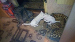 Щенок Фокса играет с кошкой