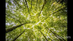 М.Л. Михайлов. Лесные хоромы.