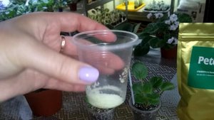 Удобряю все фиалки!!! Петерс