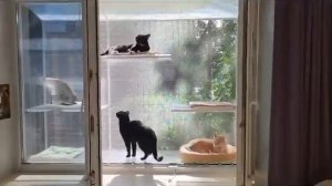 Балкончик для кошек