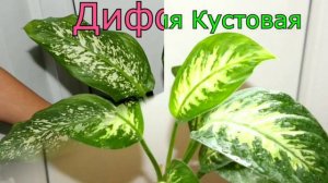 Комнатные цветы на букву   Д