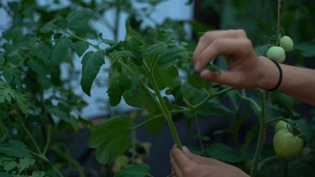 Детерминантные низкие томаты, как правильно формировать и пасынковать, чтобы увеличить урожайность
