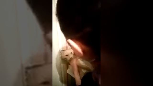 В Челябинске вытащили из вентиляционной шахты кота Ваську смотреть онлайн