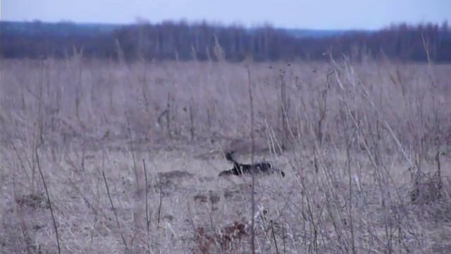 тетерев из шалаша смотреть онлайн