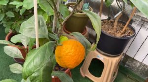 Обзор и сравнение нескольких сортов мандаринов