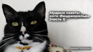 Мудрые советы кота Фицджеральда ? (часть 1)