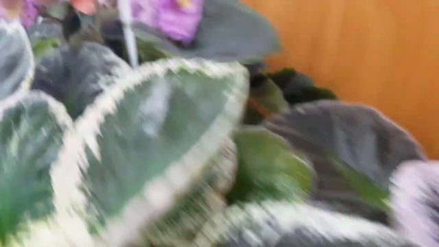 Цветущие полочки с моими фиалками смотреть онлайн