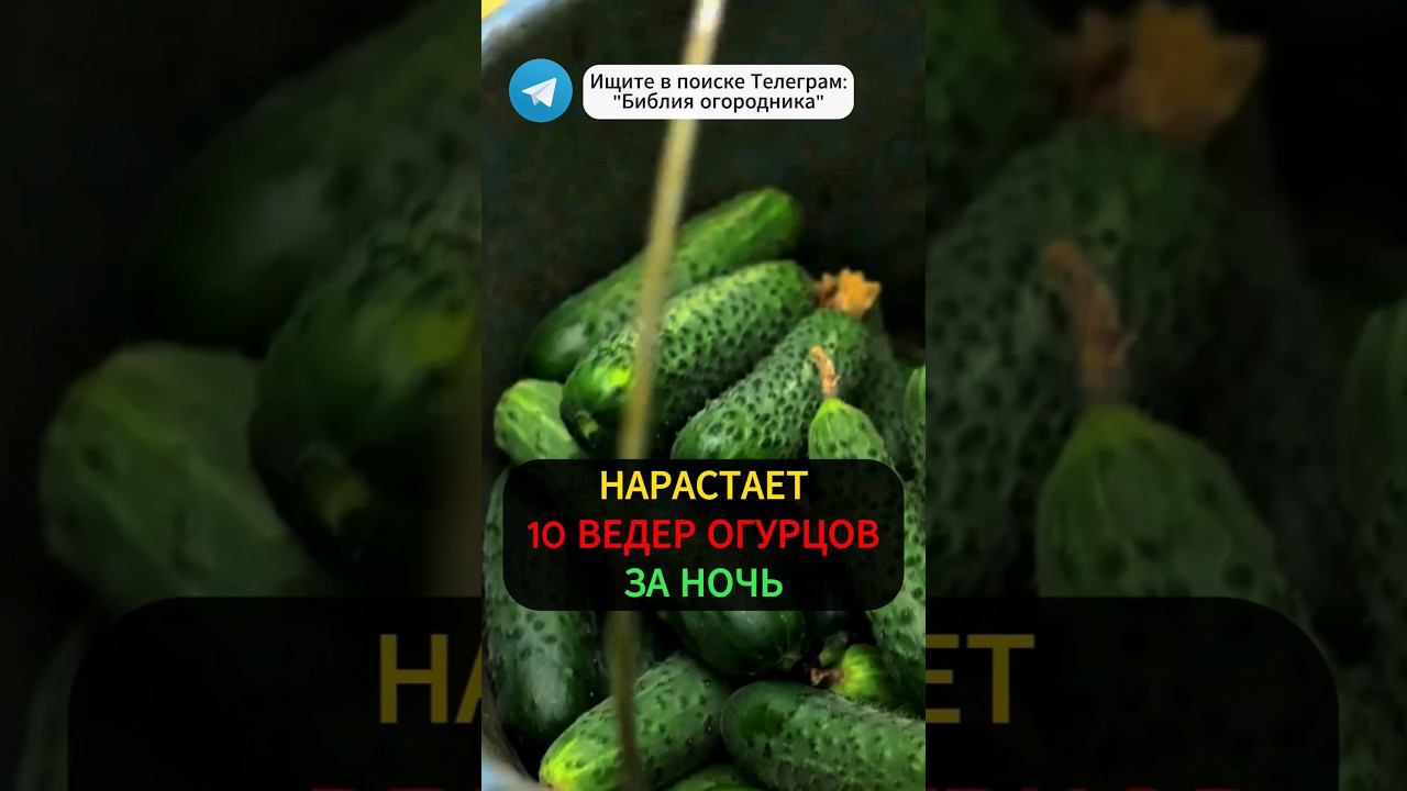 Народный секрет урожая огурцов: Простое средство для большого урожая #огурцы #урожай #огород #дача