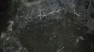 Как посадить Зимний Опенок на участке