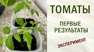 Томаты. Первые выводы. Прищипка корня. Эксперимент продолжается. #эксперимент