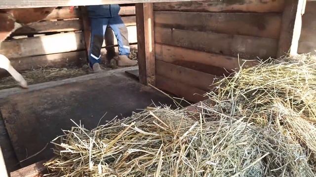 ❗СЛЕДУЮЩИЙ НА ВЫХОД? КУДА МЫ ПОДЕВАЛИ ТЕЛОК? И БЫЧКОВ?