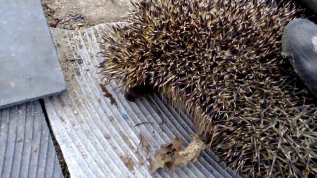 Спасение ежа из беды / Rescuing hedgehog from the trouble смотреть онлайн