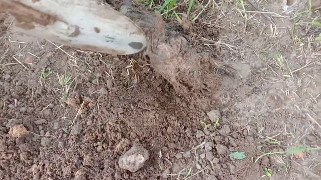 Ловля крота (слепыша). На рыболовные крючки. Часть 1-я. смотреть онлайн