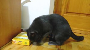 Яна Заболела 24 часа МОЛЧУ и играю МАЙНКРАФТ