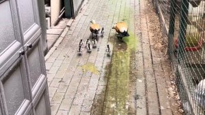 Ruddy Shelduck. Рыжая утка Огарь. Первый выход на природу