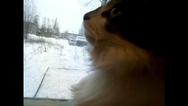 "За ПТИЧКАМИ Смотрит/БЛИНЧИКИ на ЗАВТРАК/УЧИМСЯ на Семейном Обучении" смотреть онлайн