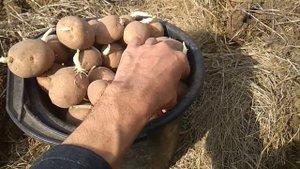 Как правильно выбрать картошку на посадку
