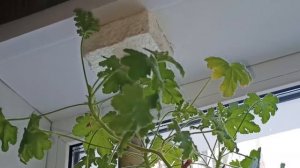 Комнатные цветы. Удобные полки для растений на пластиковом окне. Рассказываю как делать