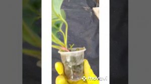 Посадка клубники на черном укрывном материале