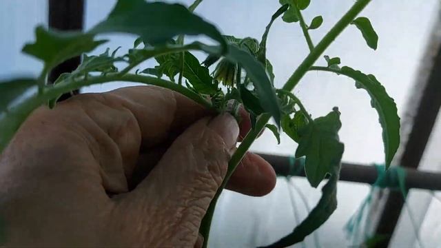 598. САМОЛЕТИКИ для ТОМАТОВ 20.07.23.\ смотреть онлайн