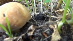 Белый гриб. Наблюдение за ростом.  Развитие в течение шести дней. Boletus Edulis in Siberia Russia