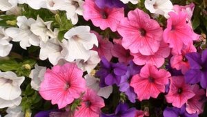 Как поливать петунию.Как часто поливать петунию