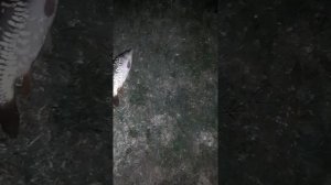 Ночная рыбалка.Бжид.Рыбак 80лвл.