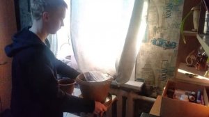 Попытка вырастить зелень на окне | Базилик в горшке без спец. оборудования и фитоламп