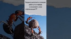 Чему нас могут научить Гуси?