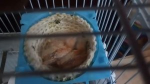 Птенцы канареек. Птицы - канарейки.