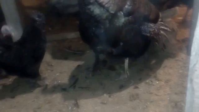 Скормил все добавки от МИРАГРО, счётчик на столб электрики смотреть онлайн